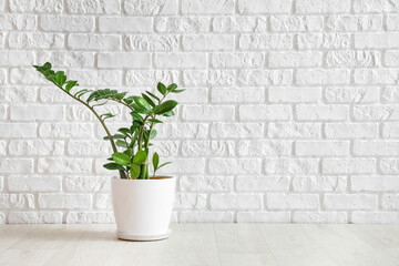 Houseplant in pot on floor near white brick wall