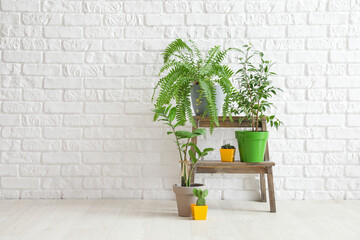 Different houseplants in pots near white brick wall © Pixel-Shot