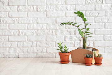 Different houseplants in pots on floor near white brick wall