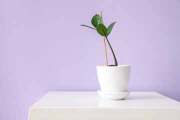 Houseplant in pot on table near color wall