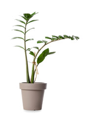 Fototapeta na wymiar Houseplant in pot on white background