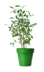 Houseplant in pot on white background