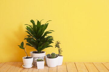 Different houseplants in pots on floor near color wall