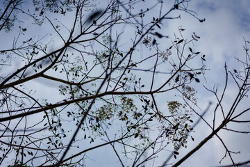 branches against sky