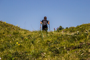 A female with two trekking poles climbing up the grassy on summer during sunny clear day, rear view. Hiking, traveling with backpack, vacation, summer holidays concept. Face not seen.