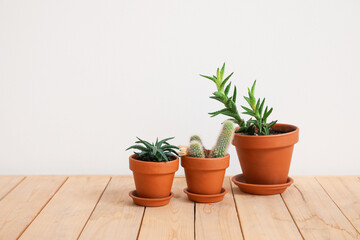 Different houseplants in pots on floor near white wall