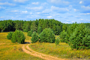 Fototapeta na wymiar Coniferous forest dirt road near Ostashkov town