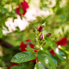 Fresh beautiful rose buds highlighted with a sunbeam