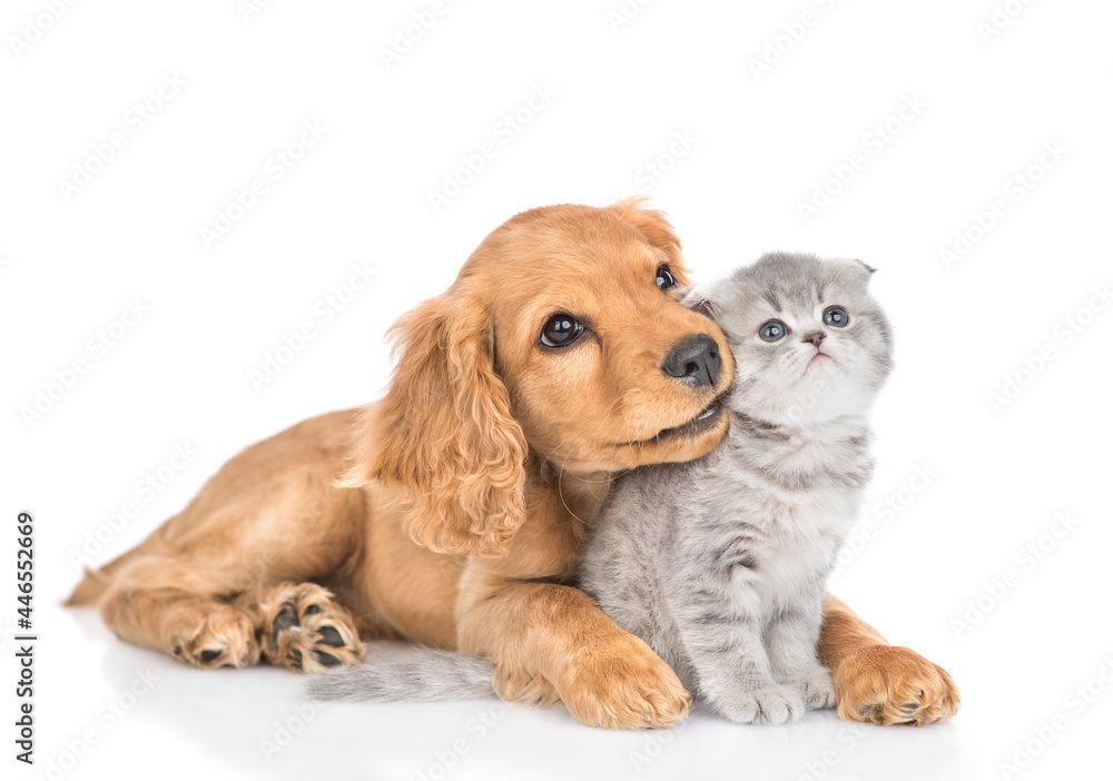 Aufkleber Curious English cocker spaniel puppy dog hugs kitten. Pets look away and up together on empty space. isolated on white background