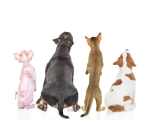 Group of pets sit in back view and look up together on empty space. Isolated on white background