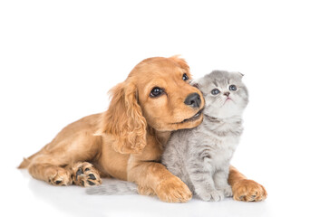 Curious English cocker spaniel puppy dog hugs kitten. Pets look away and up together on empty space. isolated on white background - obrazy, fototapety, plakaty