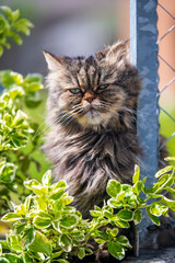 Naklejka na ściany i meble fluffy kitten enjoys the sunny weather in the garden