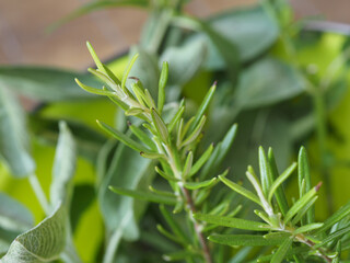 rosemary (Rosmarinus) plant