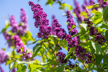 flowers in the garden