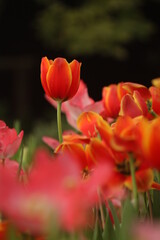 Fototapeta premium red tulips in garden