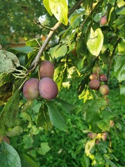 Obraz premium ripe plum on a branch in a green garden