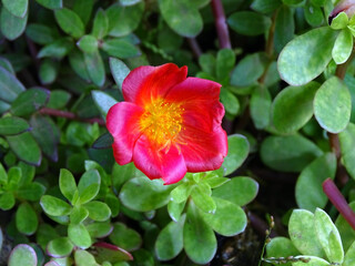 red and yellow flower