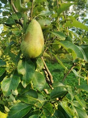 ripe pear on a branch in a green garden