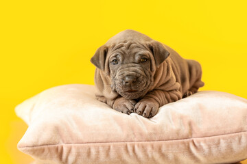 Cute funny puppy on soft pillow against color background