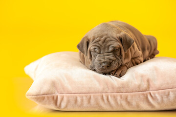 Cute funny puppy sleeping on soft pillow against color background