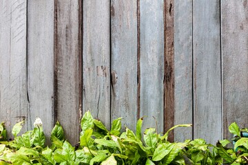 Vintage old wooden fence with fresh green bushes pattern and background