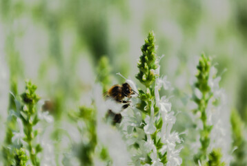 bee on a green grass