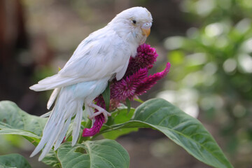 A parakeet (Melopsittacus undulatus) resting in a bush. 