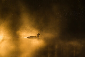 Red throated loon swimming in the morning mist