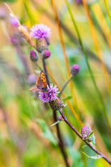 Scarce copper butterfly sitting on a thistle flower on a meadow
