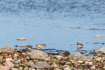 Shorebirds