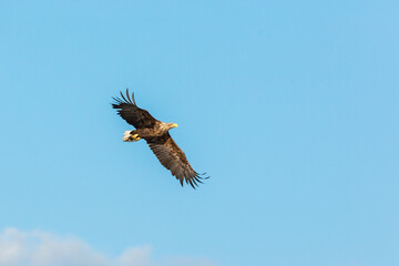 White-Tailed eagle on the blue sky