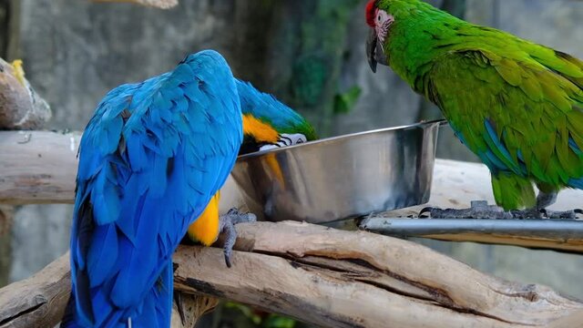 Macaw parrots are eating meals in the zoo , eating macaws, macaws are eating foods in the zoo, macaw eats fruits, A hungry parrot eating the nut, macaw arara brazilian bird eates seed