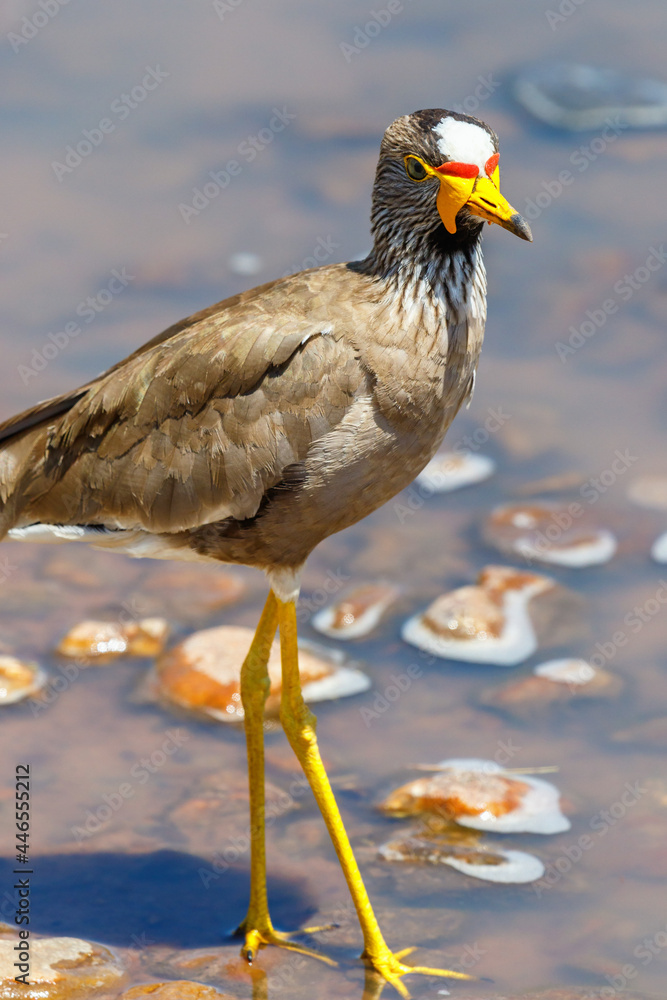 Sticker Exotic Wattled lapwing walking in the water