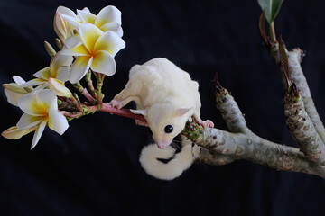A leucistic sugar glider (Petaurus breviceps) is looking for food in a palm grove. 