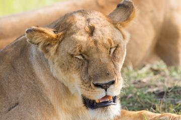 Tired lion lying in the shade of the savannah and gasping