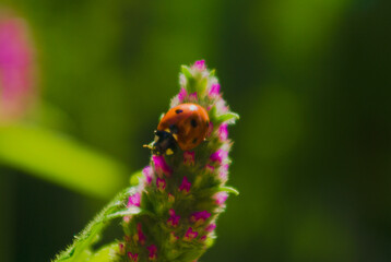 ladybug on a flower