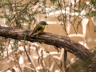  Yellow Robin Marks Tree