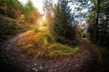 Obraz premium Fotografía del hayedo de Peña Roya en el parque natural del Moncayo, Aragón. Un bosque muy hermoso con hermosos colores naranjas. 