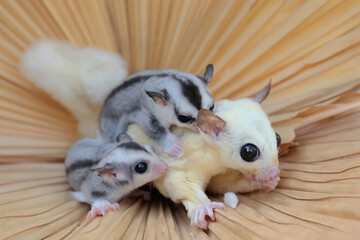 Fototapeta na wymiar A mother sugar glider is looking for food while holding her two babies. 