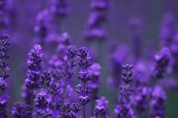 羊ヶ丘展望台のラベンダー畑