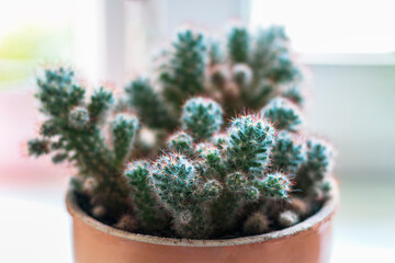 A large cactus houseplant with small cactuses on it. White background. On the window.