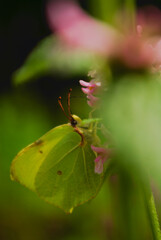 spider on leaf