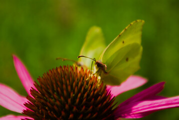 butterfly on flower