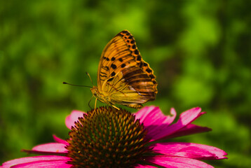 butterfly on flower