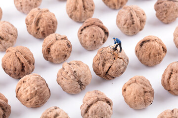 One of a large number of walnuts was chipped away by workers
