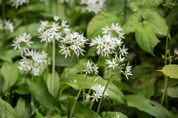 the white flowers of a wild garlic