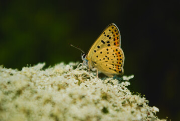 butterfly on leaf