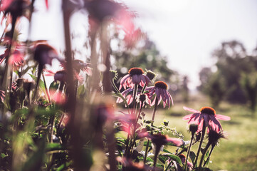 Small group of echinacea flowers. Echinacea purpurea over greenery background. Big purple and orange blossoms. - obrazy, fototapety, plakaty