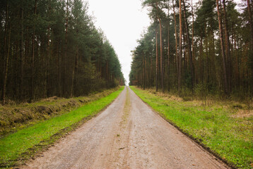 road in the forest
