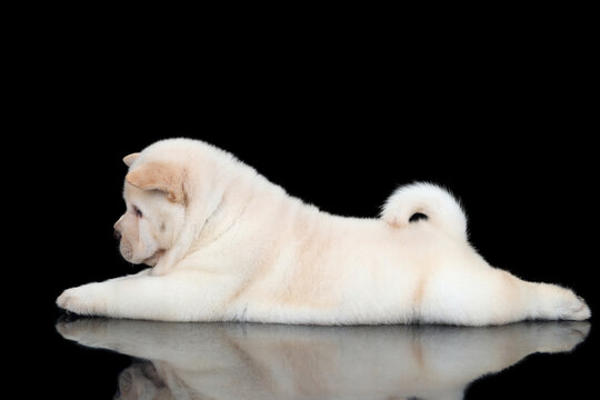 Cute fluffy chow-chow puppy on black background